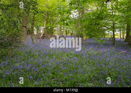 Primavera bluebells prese a giovani epilessia in Lingfield Surrey in Inghilterra Foto Stock