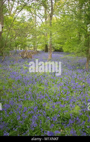 Primavera bluebells prese a giovani epilessia in Lingfield Surrey in Inghilterra Foto Stock