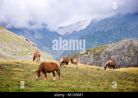 Allevamento di cavalli al pascolo vicino Pourtalet pass, Ossau valle nei Pirenei, Francia Foto Stock