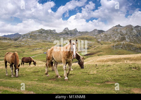Allevamento di cavalli al pascolo vicino Pourtalet pass, Ossau valle nei Pirenei, Francia Foto Stock