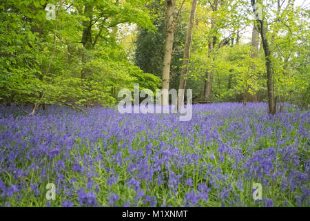 Primavera bluebells prese a giovani epilessia in Lingfield Surrey in Inghilterra Foto Stock