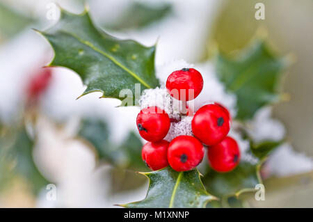 Chiudere fino od un ramo di agrifoglio con bacche rosse coperte di neve Foto Stock