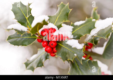 Chiudere fino od un ramo di agrifoglio con bacche rosse coperte di neve Foto Stock