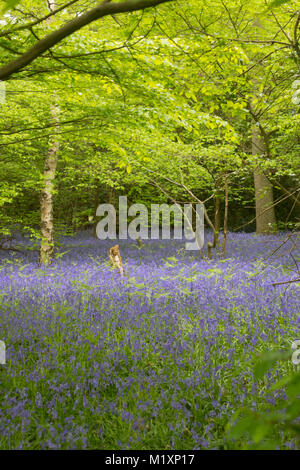 Primavera bluebells prese a giovani epilessia in Lingfield Surrey in Inghilterra Foto Stock