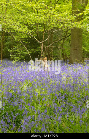 Primavera bluebells prese a giovani epilessia in Lingfield Surrey in Inghilterra Foto Stock