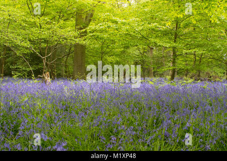 Primavera bluebells prese a giovani epilessia in Lingfield Surrey in Inghilterra Foto Stock