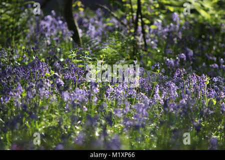 Bella primavera Bluebells prese a giovani epilessia in Lingfield Surrey in Inghilterra Foto Stock