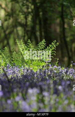 Bella close-up di primavera Bluebells prese a giovani epilessia in Lingfield Surrey in Inghilterra Foto Stock