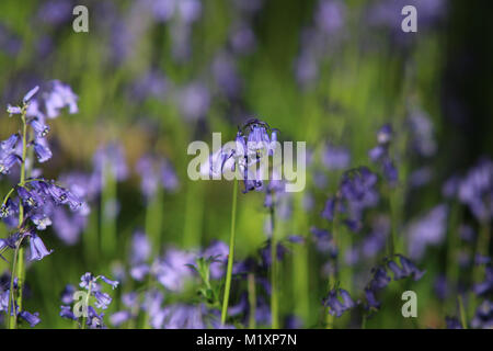 Bella close-up di primavera Bluebells prese a giovani epilessia in Lingfield Surrey in Inghilterra Foto Stock