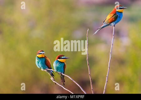 Tre uccelli colorati a sedersi su rami sottili , wildlife, riscaldamento, animali Foto Stock