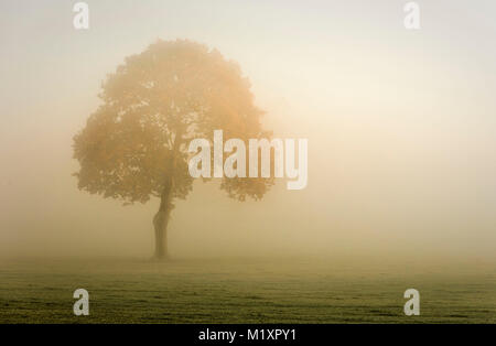 Lone autunno albero in piedi in un campo nebbioso e nebbioso in rurale Staffordshire England.UK Foto Stock