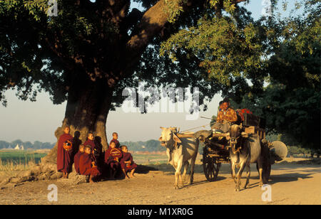 Myanmar (Birmania). Amarapura (vicino a Mandalay). Giovane debuttante i monaci buddisti andando per il loro quotidiano round per raccogliere cibo. Ox-cart. Foto Stock
