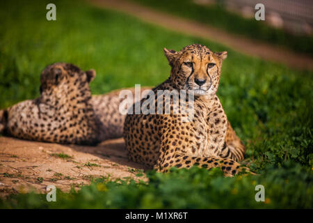 Due belle Cheetah è in appoggio e a prendere il sole sul prato verde Foto Stock