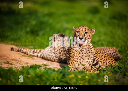 Due belle Cheetah è in appoggio e a prendere il sole sul prato verde Foto Stock