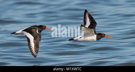 Duo oyster catcher volando sul lago Grevelingen nei Paesi Bassi Foto Stock