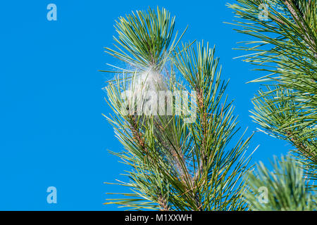 Pine Processionary Caterpillar il nido in un albero di pino Foto Stock