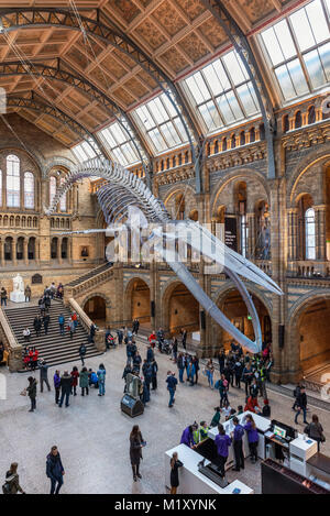 Il blu di scheletro di balena in Hintze Hall, il Museo di Storia Naturale di Londra, Inghilterra, Regno Unito Foto Stock