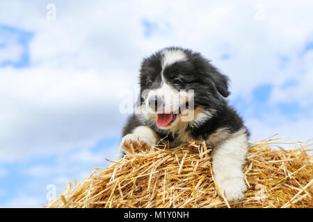 Una foto ritratto di un grazioso cucciolo di Border Collie. Egli è ooking felice e soddisfatto. Come è sorridente. Foto Stock