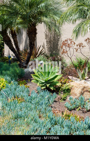 Un succulento giardino in LA, Foto Stock