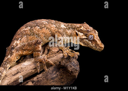 Gargoyle gecko su un albero morto il ramo Foto Stock