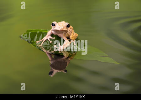 Borneo Eared Raganella seduto su una foglia in acque torbide Foto Stock