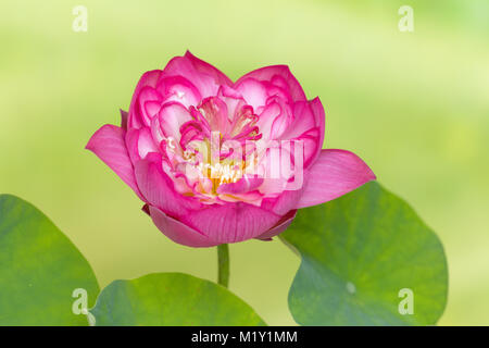 Pieno fiore di un fiore di loto di nome Lotus Nelumbo Elite Red Foto Stock