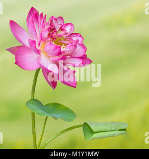 Pieno fiore di un fiore di loto di nome Lotus Nelumbo Elite Red Foto Stock