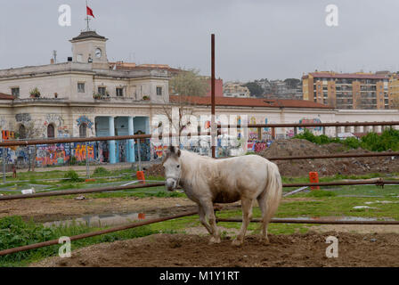 Roma. L'Italia. Maneggio cavalli in Campo Boario. Foto Stock