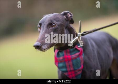 Levriero nero cane al guinzaglio sotto il controllo di un parco Foto Stock