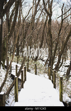 Escursionismo Monte Hallasan, il picco più alto in Corea dopo una tempesta di neve la notte prima. Foto Stock