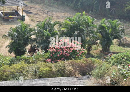 Molto bella la vista della piscina Palm tree con fiore rosa in un giardino. Foto Stock