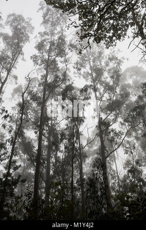 Madeira - Levada Verte - Foresta nella nebbia Foto Stock