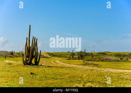 Vista la natura arida di Aruba. Paesaggio tropicale. Foto Stock