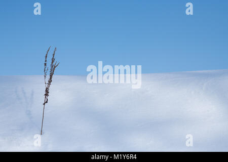 Vista minimo snow hill a Biei ,Hokkaido in Giappone nella stagione invernale Foto Stock