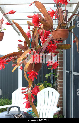 Orchidea rossa Cactus fiore o Epiphyllum ackermannii nel cestello pendenti Foto Stock