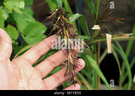 La citronella fiori o noto anche come Cymbopogon Foto Stock