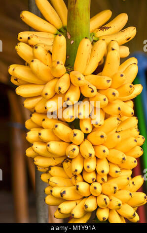 Albero di banana con un mazzetto di maturazione delle banane gialle Foto Stock