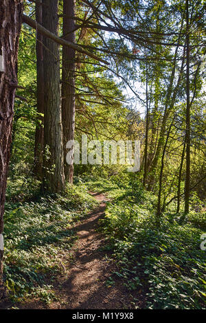 Immagini della natura attorno al lago di colore giallo, un piccolo lago nella zona urbana in issaquah nello stato di Washington Foto Stock