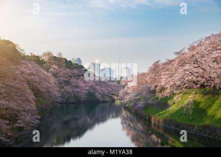 Vista del massiccio di fioritura di ciliegio a Tokyo in Giappone come sfondo. A Photoed Chidorigafuchi, Tokyo, Giappone. Foto Stock