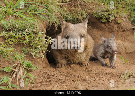 Wombat Lasiorhinus latifrons dal naso peloso del sud adulti e giovani all'ingresso della tana, prigioniero fotografato nel Queensland, Australia Foto Stock