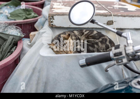 Bella striped cat dormire in un telone coperte vecchie barche da pesca. Croazia, Rovigno Foto Stock