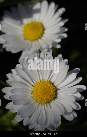Coppia di Giardino Inglese Daisy fiori. (Bellis perennis) coltivate su un prato su un Devon riparto in primavera. Exeter, Regno Unito. Foto Stock