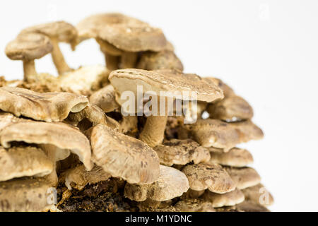 Close up di un mazzetto di funghi shiitake, Lentinula edodes, che cresce su un gambo coltivati. sfondo luminoso Foto Stock