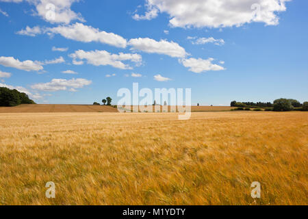 Estate golden orzo campi in prossimità di bosco e di grano sotto un cielo blu con nuvole bianche nel yorkshire wolds Foto Stock