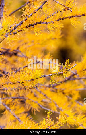 I larici girato golden durante l'autunno nelle Montagne Rocciose Canadesi. Sebbene essi siano conifere, questi larice pini perderanno i loro aghi in inverno Foto Stock