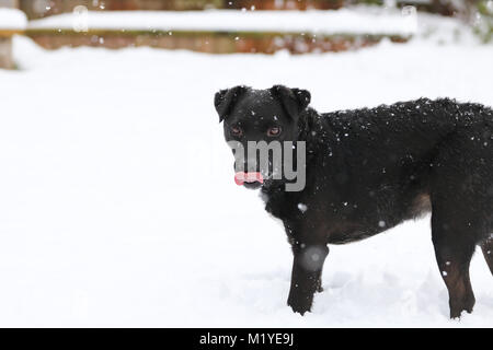 Maschio nero Patterdale Terrier giocare nella neve. Oxfordshire, Regno Unito. Foto Stock