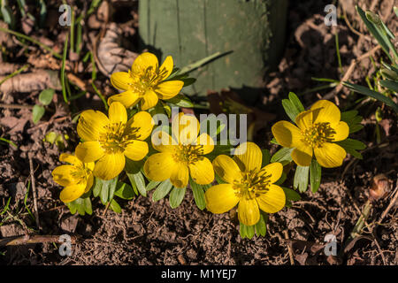 Un gruppo di sei aconiti invernali (Eranthis hyemalis) con fiori completamente aperto in fine pomeriggio invernale sunshine Foto Stock