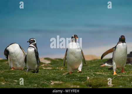 Gruppo misto di pinguini Gentoo (Pygoscelis papua) e un Magellanic Penguin (Spheniscus magellanicus) su più deprimente isola nelle isole Falkland Foto Stock