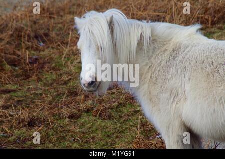 Wild White Dartmoor Pony vicino Haytor. Parco Nazionale di Dartmoor, Devon, Regno Unito. Febbraio, 2015. Foto Stock
