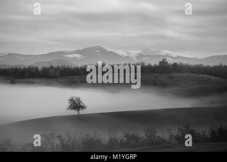 Immagine in bianco e nero di lonely, nebbia inghiottito tree con le innevate montagne dei Carpazi in background Foto Stock